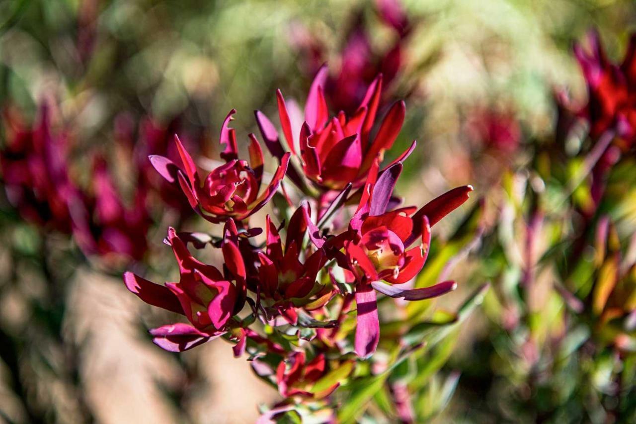 Oudewerfskloof Olive Farm Villa Stilbaai Dış mekan fotoğraf